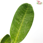 Fukugi Tree (Garcinia S)-6'OH《菲鸟福木》