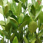 Fukugi Tree (Garcinia S)-6'OH《菲鸟福木》