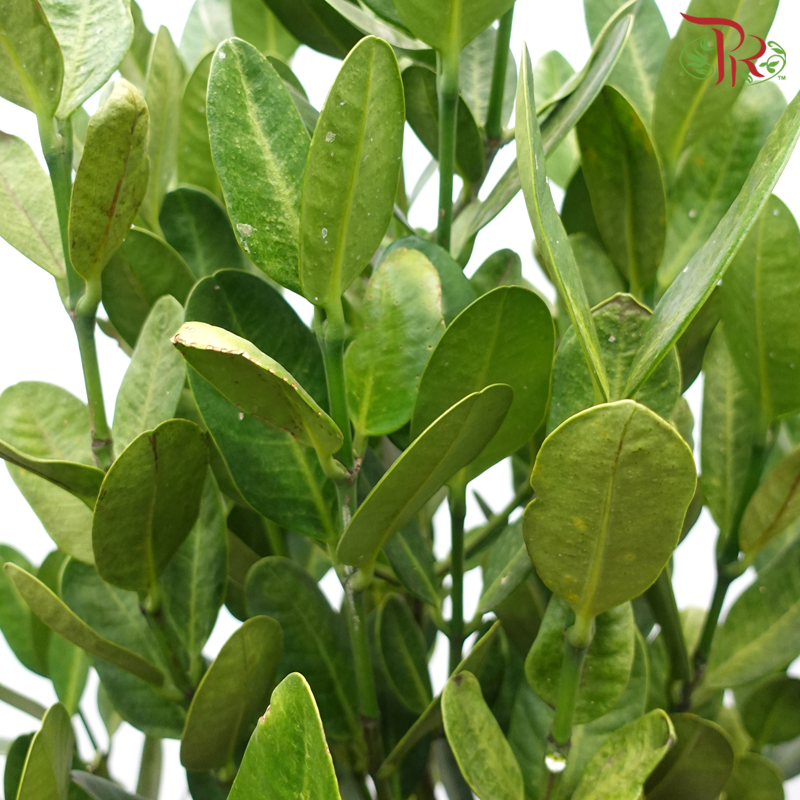 Fukugi Tree (Garcinia S)-6'OH《菲鸟福木》