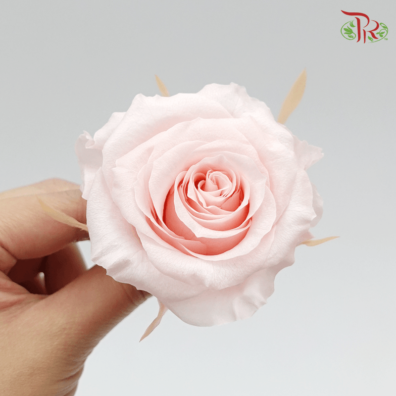 Full Bloom Rose M Preservative - Pink ( 0521-2-101 )-Pink-Japan-prflorist.com.my