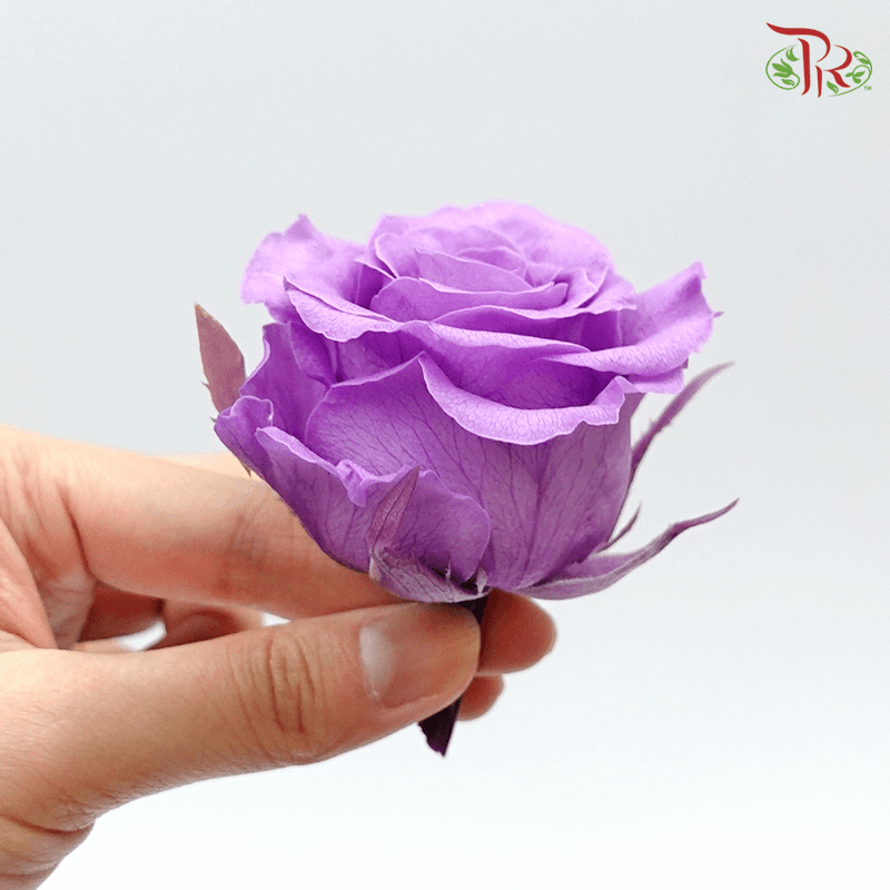 Full Bloom Rose M Preservative - Purple ( 0521-2-411 )-Purple-Japan-prflorist.com.my
