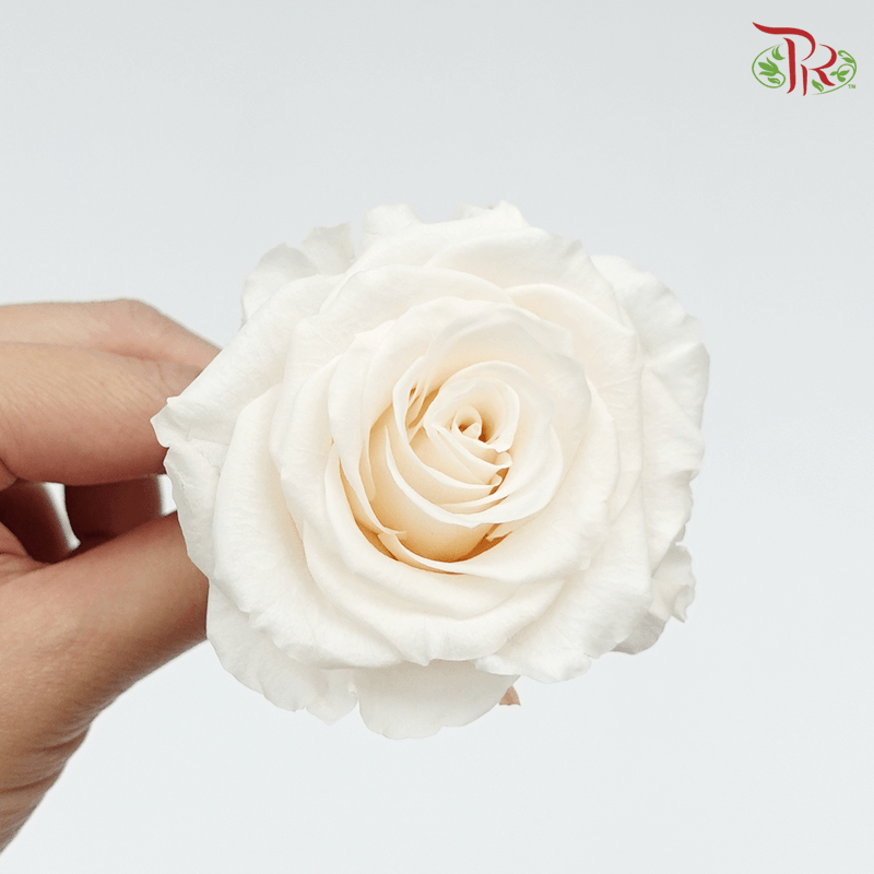 Full Bloom Rose M Preservative - Vendala ( 0521-2-021 )-Cream-Japan-prflorist.com.my