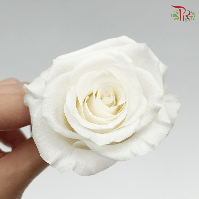 Preserved Full Bloom Rose M