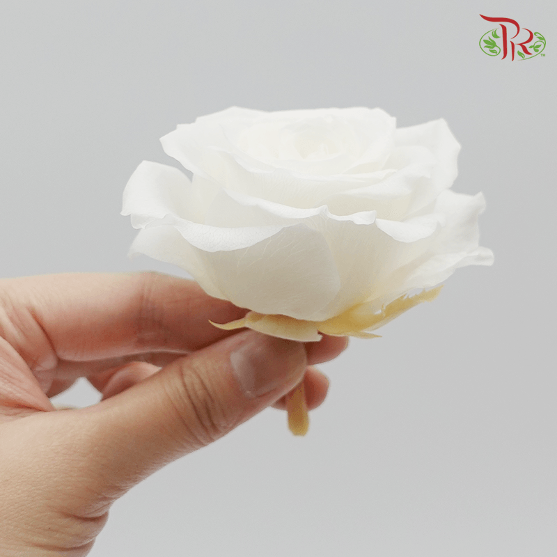 Preserved Full Bloom Rose M