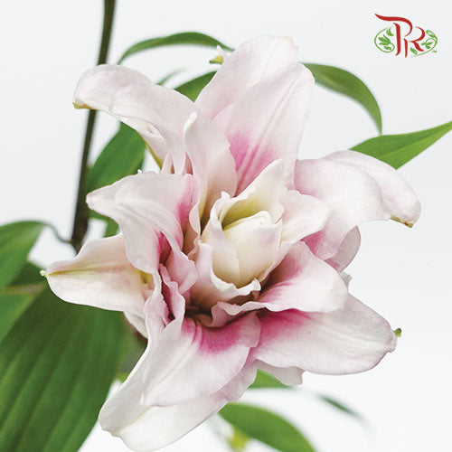 Rose Lily - Pink (5 Stems) - Pudu Ria Florist