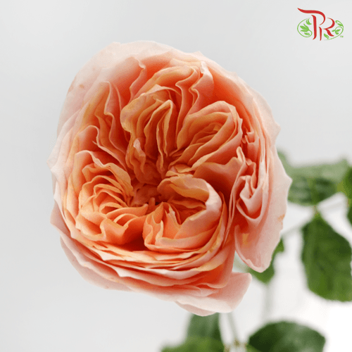 Garden Rose Butterfly - (20 Stems)-Pink-Malaysia-prflorist.com.my