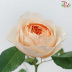 Garden Rose David Austin - Juliet (12 Stems)-Juliet-Kenya-prflorist.com.my