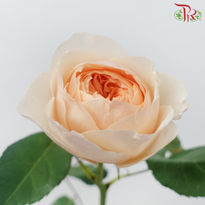 Garden Rose David Austin - Juliet (12 Stems)-Juliet-Kenya-prflorist.com.my