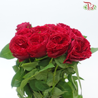 Garden Rose David Austin - Tess (12 Stems)-Red-Kenya-prflorist.com.my