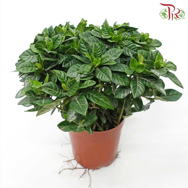 Gardenia P140 《梔子花》
