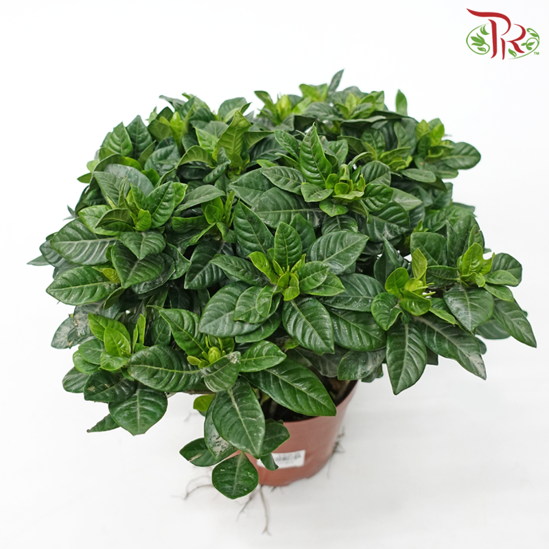 Gardenia P140 《梔子花》