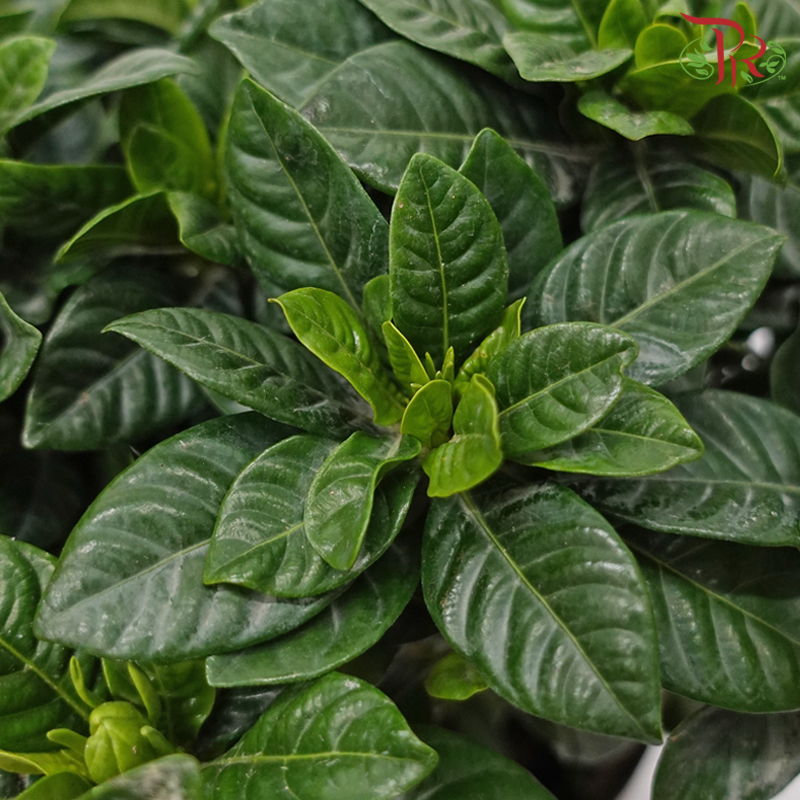 Gardenia P140 《梔子花》
