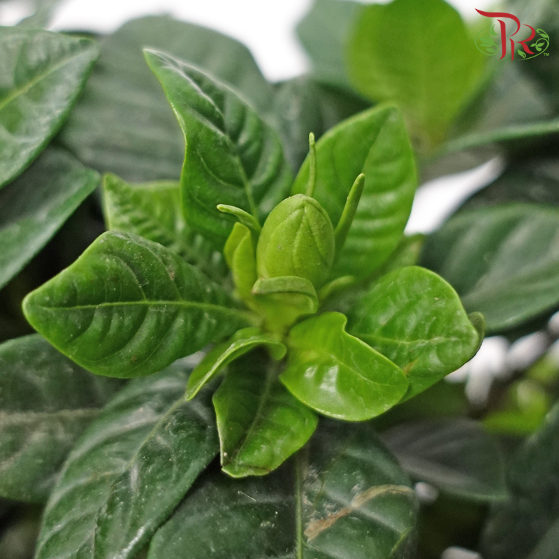 Gardenia P140 《梔子花》