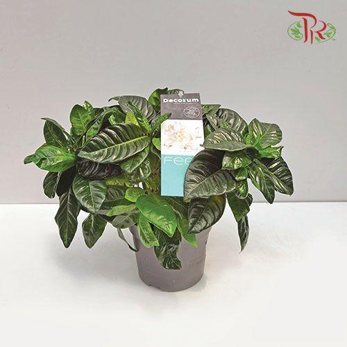 Gardenia-Pudu Ria Florist-prflorist.com.my