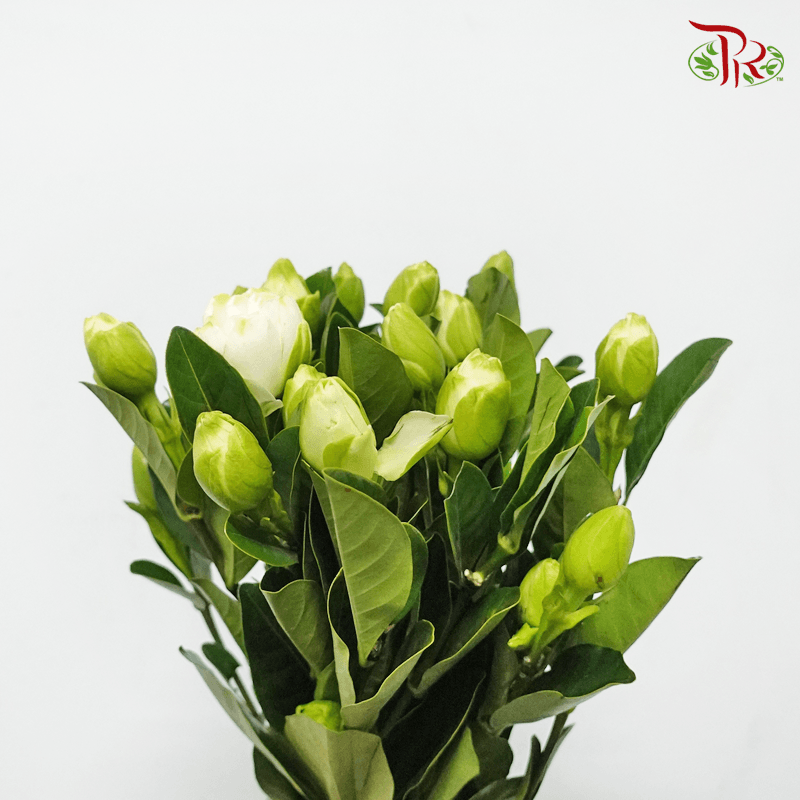 Gardenia - White (Per Bunch)-White-China-prflorist.com.my