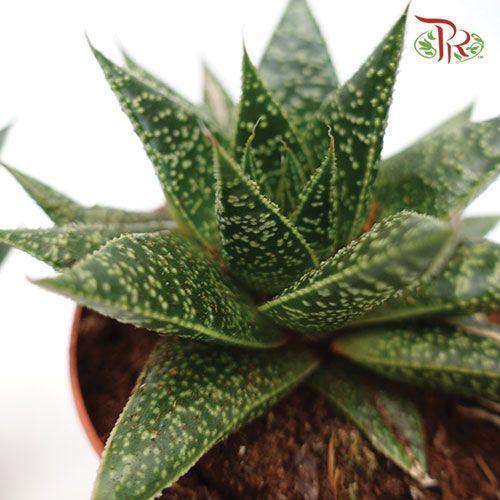 Gasteria Flow 《元宝掌属》 15cm-Pudu Ria Florist-prflorist.com.my