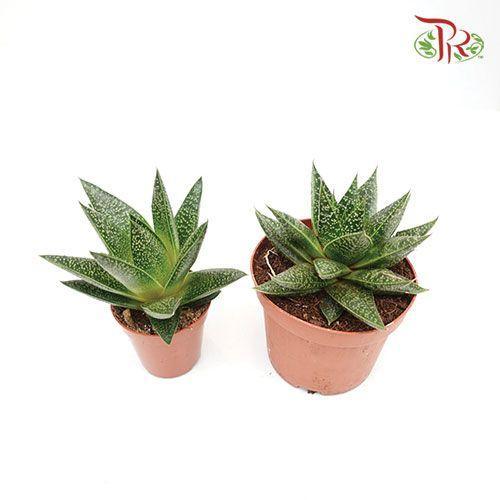 Gasteria Flow 《元宝掌属》 15cm-Pudu Ria Florist-prflorist.com.my