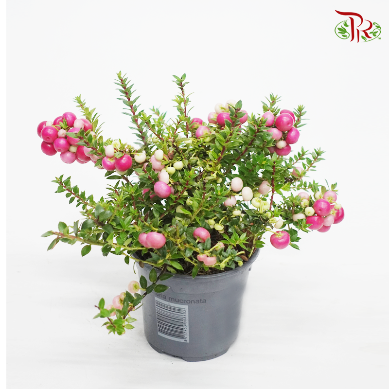 Gaultheria 《丽果木》