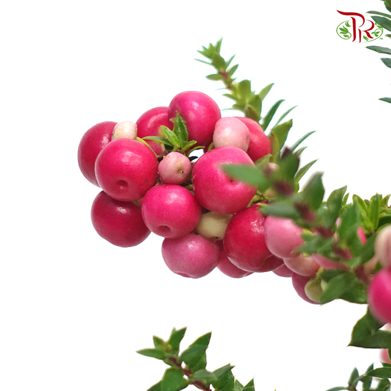 Gaultheria Mucronata《丽果木》-Pudu Ria Florist-prflorist.com.my