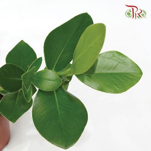 Clusia Rosea Princess《書帶木》 - Pudu Ria Florist