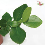 Clusia Rosea Princess《書帶木》 - Pudu Ria Florist