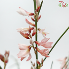 Genista - Peach (Per Bunch)-Dyed Pink-Import-prflorist.com.my