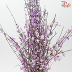Genista - Purple (Per Bunch)-Dyed Purple-Import-prflorist.com.my