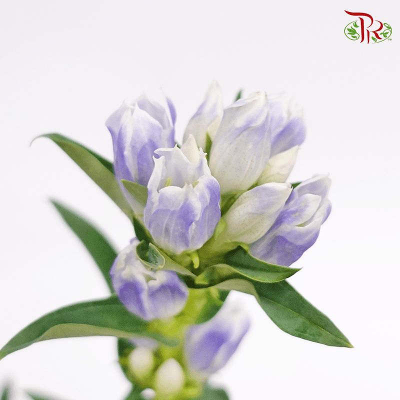 Gentiana - 2 Tone Purple (5 Stems)-Netherland-prflorist.com.my