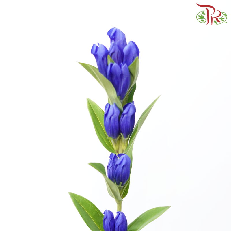 Gentiana - Blue (5 Stems)-Blue-Japan-prflorist.com.my