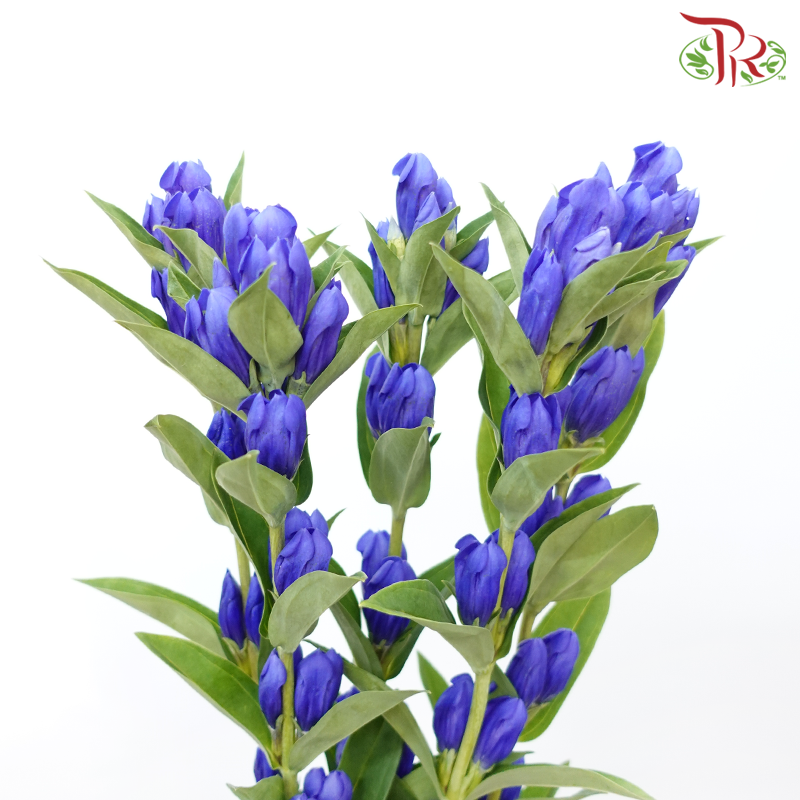 Gentiana - Blue (5 Stems)-Blue-Japan-prflorist.com.my