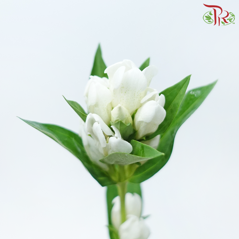 Gentiana - White (5 Stems)-White-Japan-prflorist.com.my