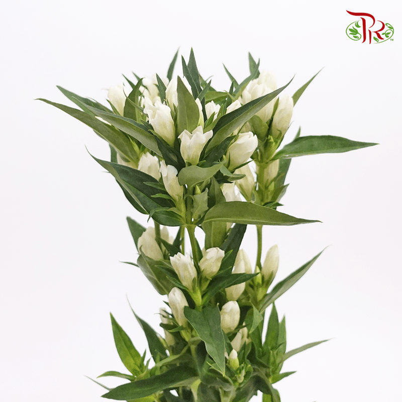 Gentiana - White (5 Stems)-White-Netherland-prflorist.com.my