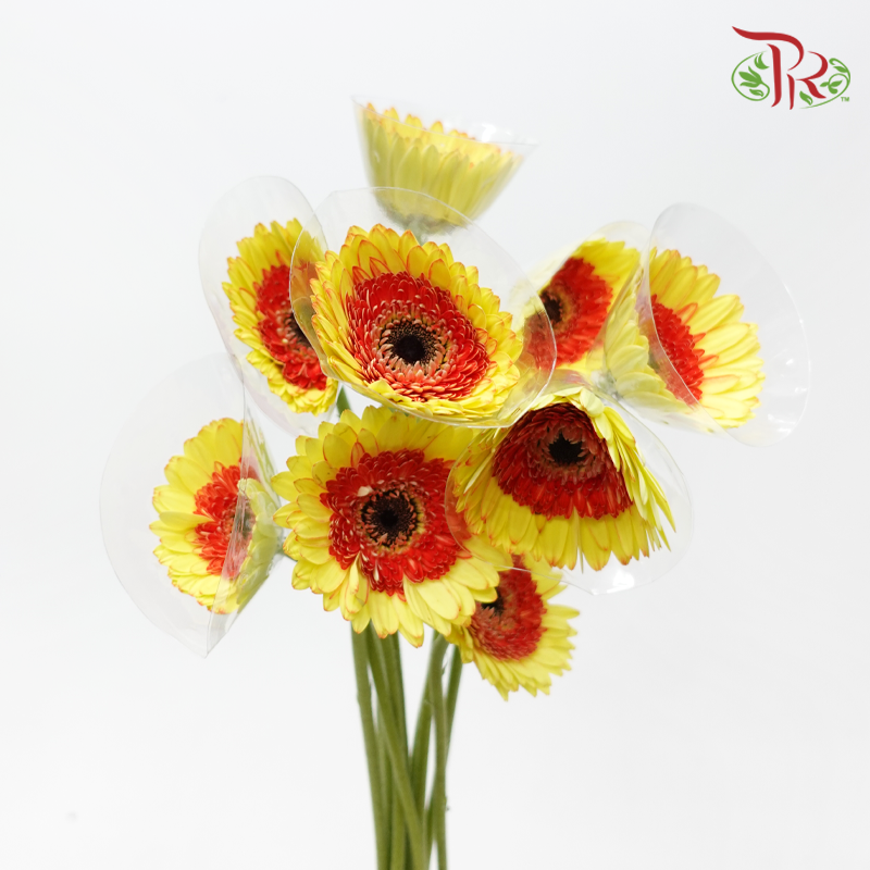 Gerbera