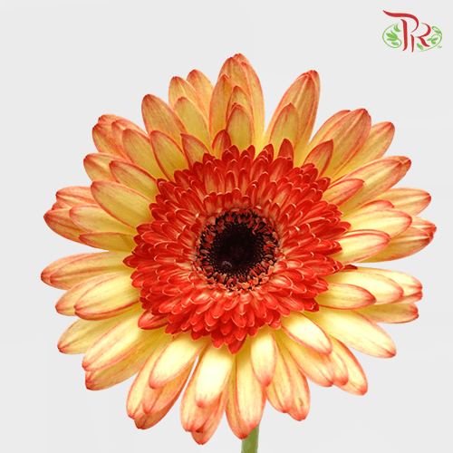 Gerbera