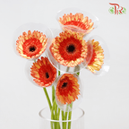 Gerbera