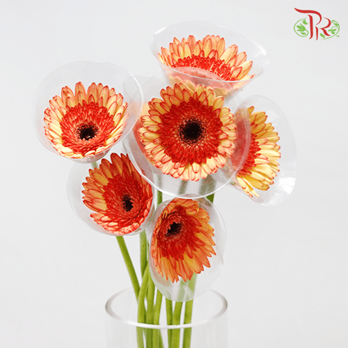 Gerbera