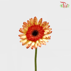 Gerbera