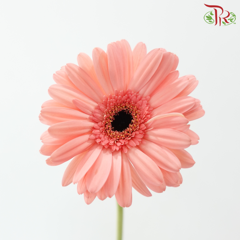 Gerbera - Carmine Pink (9-10 stems)-Pink-Malaysia-prflorist.com.my