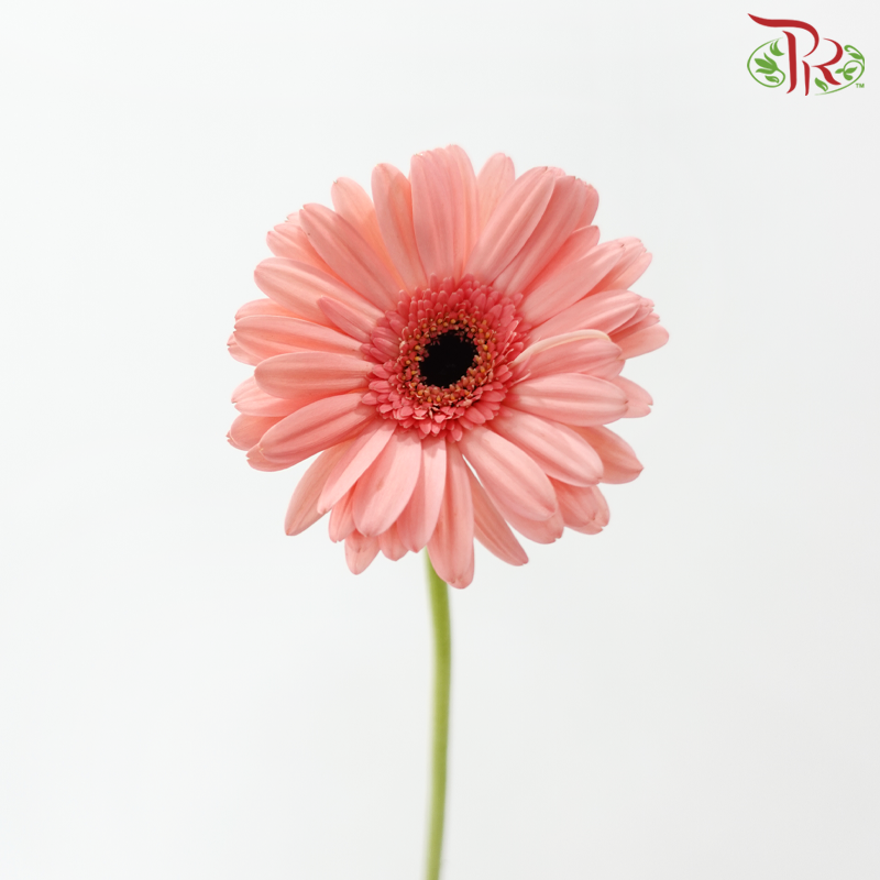 Gerbera - Carmine Pink (9-10 stems)-Pink-Malaysia-prflorist.com.my