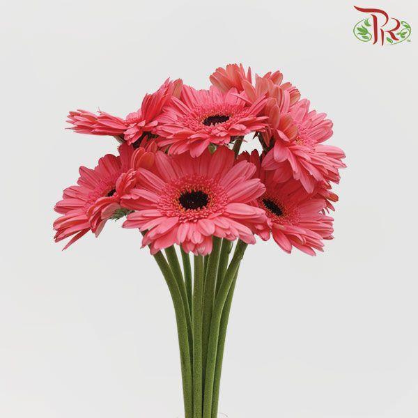 Gerbera