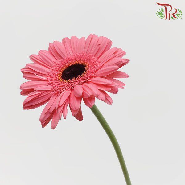Gerbera
