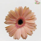 Gerbera - Champagne (9-10 Stems)-Malaysia-prflorist.com.my