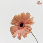 Gerbera - Champagne (9-10 Stems)-Malaysia-prflorist.com.my