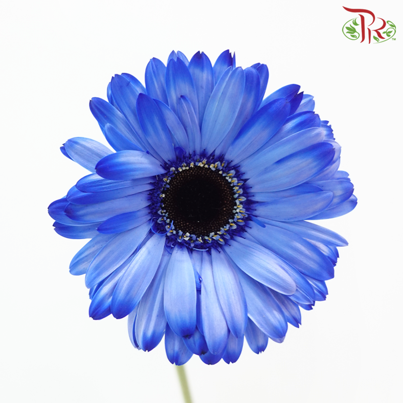 Gerbera - Dyed Blue (9-10 Stems)-Blue-Malaysia-prflorist.com.my