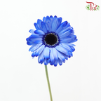 Gerbera - Dyed Blue (9-10 Stems)-Blue-Malaysia-prflorist.com.my