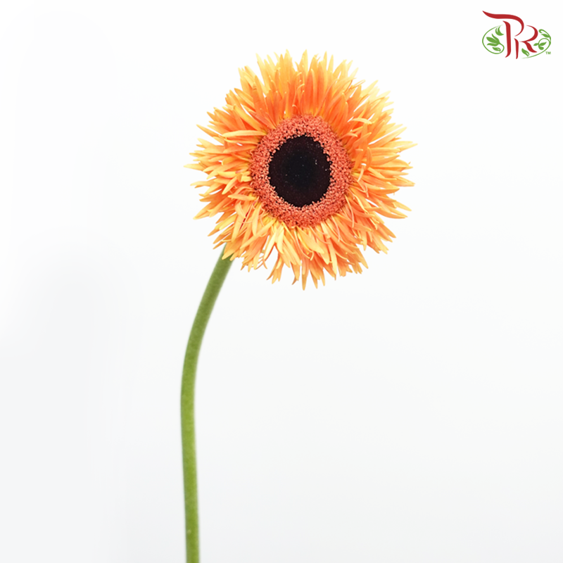 Gerbera Gemini / Pasta - Light Orange (9-10 Stems)-Light Orange-China-prflorist.com.my