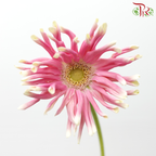 Gerbera Gemini / Pasta - Pink (9-10 stems)-Pink-China-prflorist.com.my