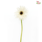 Gerbera Gemini / Pasta - White (9-10 Stems)-White-China-prflorist.com.my