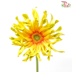 Gerbera Gemini / Pasta - Yellow (9-10 stems)-China-prflorist.com.my