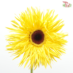 Gerbera Gemini / Pasta - Yellow (9-10 Stems)-Yellow-China-prflorist.com.my
